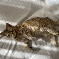 واگذاری گربه|گربه|رشت, استادسرا|دیوار