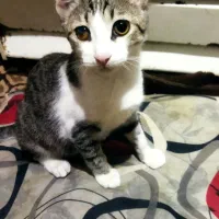 واگذاری بچه گربه