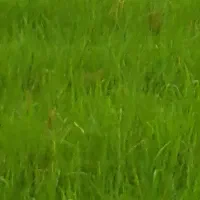 واگذاری زمین کشاورزی به اجاره یاشراکت