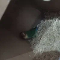 پرندگان عروس هلندی،طوطی برزیلی ومرغ عشق پروانی|پرنده|سلماس, |دیوار