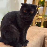 اسکاتیش با شناسنامه واکسیناسون شده|گربه|فردیس, قریشی|دیوار