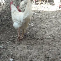 بوقلمون|حیوانات مزرعه|چمران, |دیوار