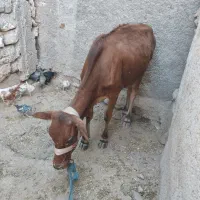 گوساله چاق ماده محلی درجه یک
