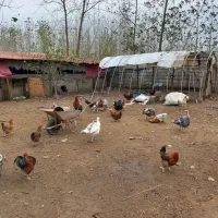 فروش گله غاز،بوقلمون،اردک اسرائیلی واردک پکنی|حیوانات مزرعه|چاف و چمخاله, |دیوار