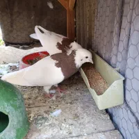 جفت طوقی سرخ|پرنده|اردکان, |دیوار