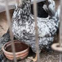 مرغ|حیوانات مزرعه|مشکین‌دشت, |دیوار