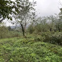 زمین مسکونی در دل طبیعت آرام امام زاده ابراهیم