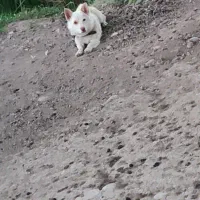 سگ پاکوتاه دزدیده شده|حیوانات|پارس‌آباد, |دیوار