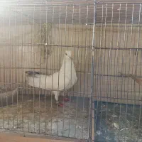 5 عدد کبوتر پرشی
