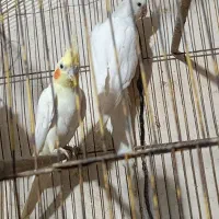 عروس هلندی نروماده