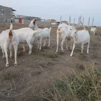 فروش ۵ راس سانن اصل آبستن سنگین شیری|حیوانات مزرعه|بندر ترکمن, |دیوار