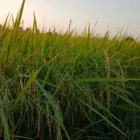 فروش-زمین-کشاورزی-باغی-برجاده-اصلی