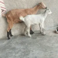 فقط تماس پاسخگو هستم
