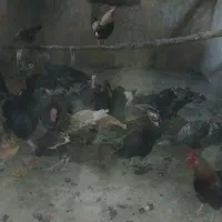 مبوقلمون