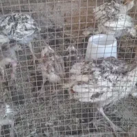 فروش ده عدد جوجه بوقلمون کوشتی