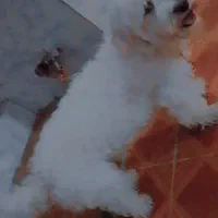 یک عدد سگ خونگی|سگ|شوشتر, |دیوار