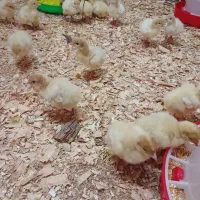 فروش بوقلمون بیوتی سیکس رشد سریع