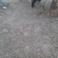 چپش جفتی 6700