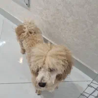 پودل نر عقیم شده یکساله