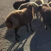 پیر میش چاق کیلویی250