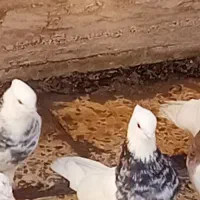کبوتر جوجه طوقی نسل هفترنگ