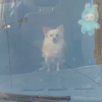 سگ پامر اشپیز روباهی|سگ|یزد, |دیوار