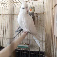 عروس هلندی و طوطی کوتوله