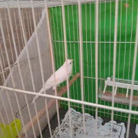 قناری نر. بدون قفس|پرنده|مشهد, رسالت|دیوار