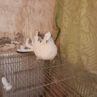 کبوتر اصفهانی پر|پرنده|برخوار, |دیوار