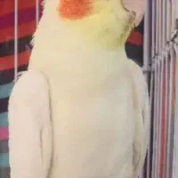 عروس هلندی نربافق