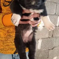 واگذاری توله سگ قدرجونی|سگ|اصفهان, قهاب جنوبی|دیوار