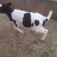 گاو با دو راس گوساله نر دوقلو