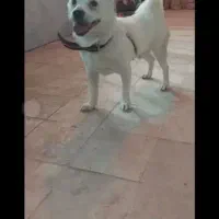 سگ گم شده