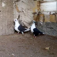 کبوتر. کفتر ماده