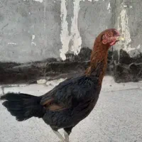 مرغ لاری افغانی جوان