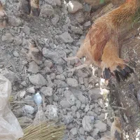 مرغباجوجه|حیوانات مزرعه|زهک, |دیوار