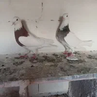 کلفه نرو ماده