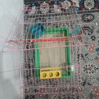 قفس|لوازم جانبی حیوانات|رشت, معلولین|دیوار