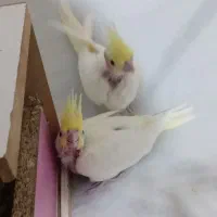 جوجه عروس هلندی