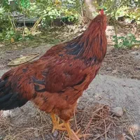 معاوضه ی خروس با مرغ