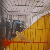 سهره و قناری بخوان|پرنده|همدان, |دیوار