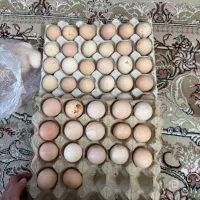 تخم مرغ محلی
