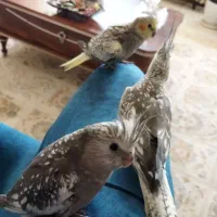 سه  عدد عروس هلندی|پرنده|شاهین‌شهر, خانه کارگر|دیوار