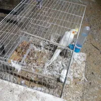 طوطی سانان و لوازم جانبی|پرنده|چهارباغ, |دیوار