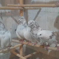 کبوتر مهر شده گرو