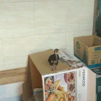 جوجه خروس گلین یکماهه