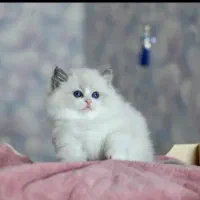 گربه های اصیل ( بریتیش پرشین اسکاتیش)