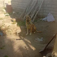 سگ سرابی