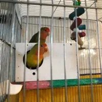 طوطی برزیلی