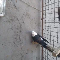 کفتر ماده کله سفید